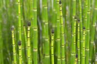 Prêles décoratives (Equisetum hyemale)